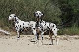 DALMATIEN 293